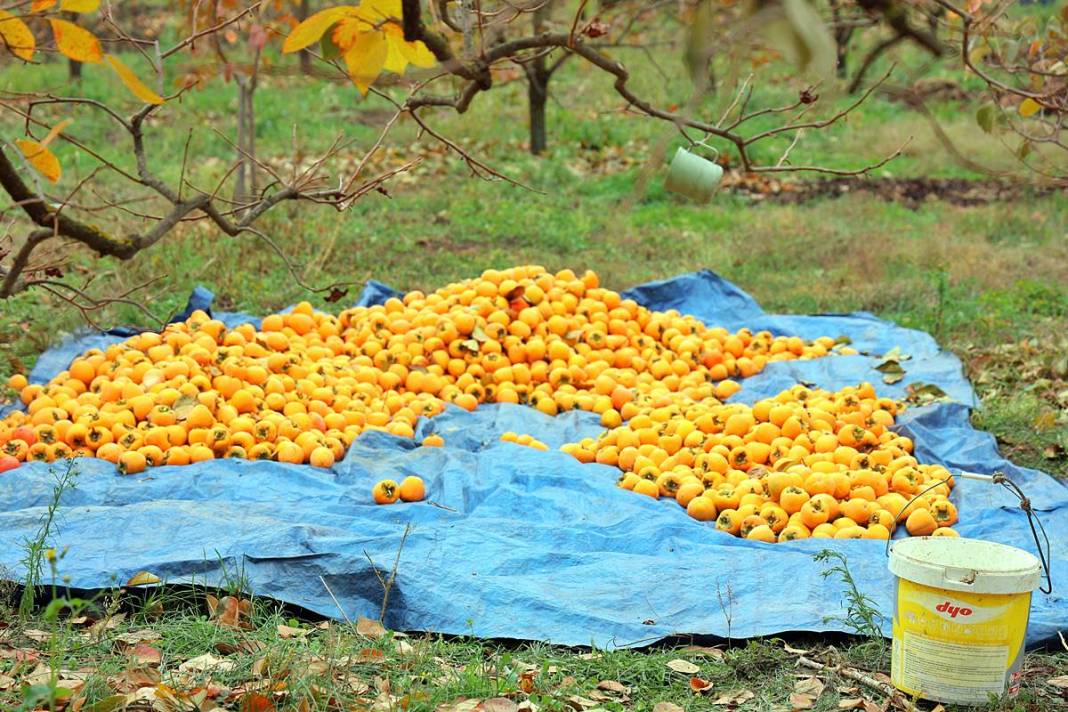 Çiftçi isyanda: Üreticide kilosu 25 lira, markette 80 lira! Yaş ve kuru olarak tüketilebiliyor 7